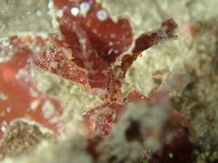 Apletodon dentatus
