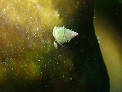 Jujubinus exasperatus