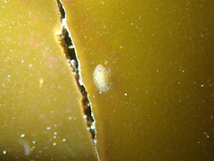 Patella pellucida