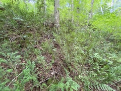 Taxus canadensis
