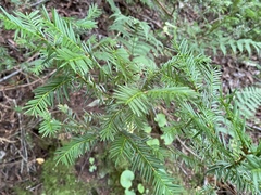 Taxus canadensis