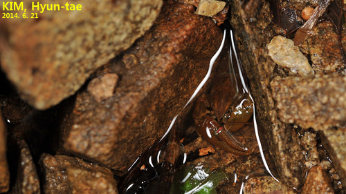 Cambaroides similis