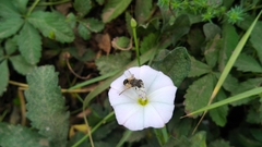 Eristalis arbustorum
