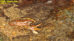 Cambaroides similis