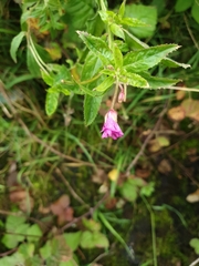 Epilobium hirsutum