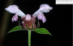 Phlomoides umbrosa