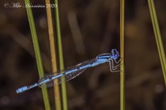 Enallagma doubledayi