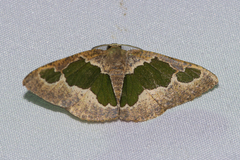 Celenna festivaria