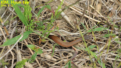 Hebius vibakari