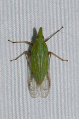 Dictyophara