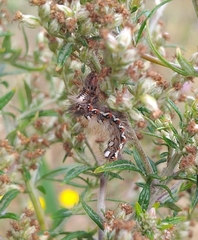 Acronicta rumicis