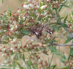 Acronicta rumicis