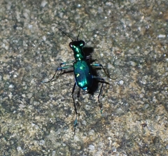 Cylindera versicolor
