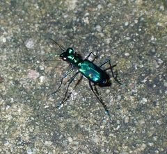 Cylindera versicolor