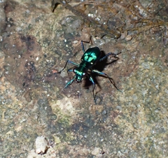 Cylindera versicolor