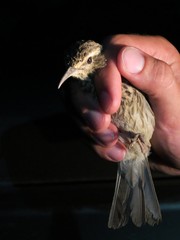Certhilauda curvirostris brevirostris