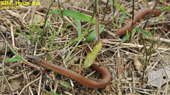 Hebius vibakari