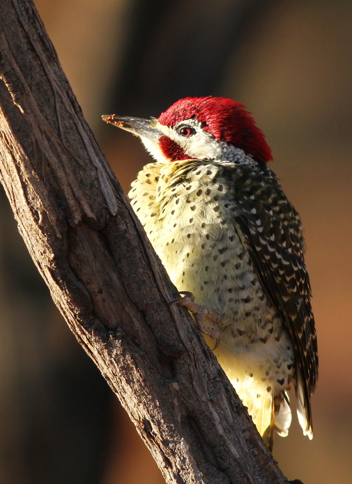 Bennett's Woodpecker (Campethera bennettii) photo