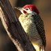 Bennett's Woodpecker - Photo (c) Derek Keats, some rights reserved (CC BY)