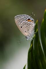 Luthrodes pandava peripatria