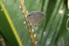 Luthrodes pandava peripatria