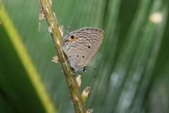 Luthrodes pandava peripatria