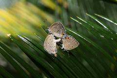 Luthrodes pandava peripatria