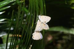 Luthrodes pandava peripatria