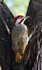 Bennett's Woodpecker photo 2