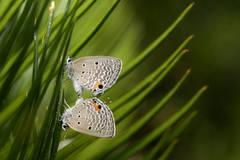 Luthrodes pandava peripatria