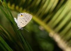 Luthrodes pandava peripatria