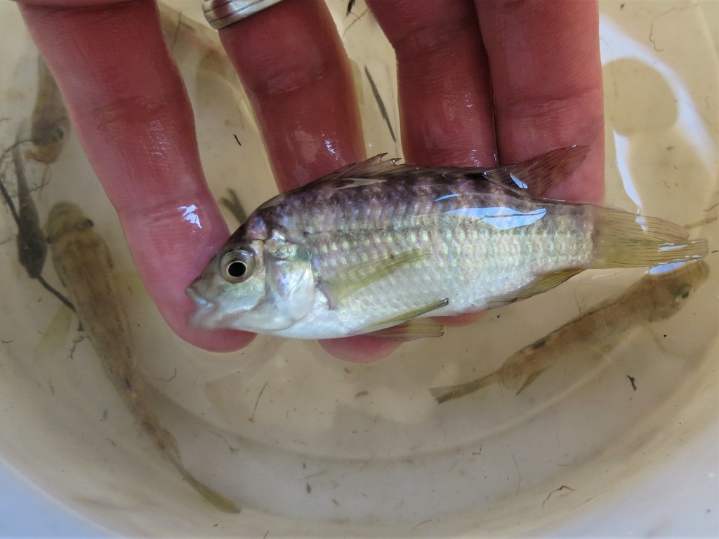 Banded tilapia from South Cape DC, South Africa on February 22, 2014 at
