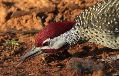 Bennett's Woodpecker photo 3