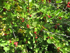 Ribes diacanthum