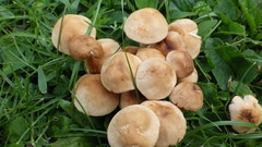 Marasmius collinus