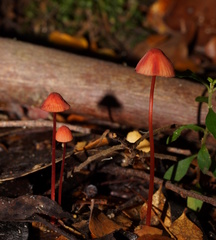 Mycena toyerlaricola