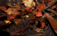 Mycena toyerlaricola