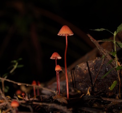 Mycena toyerlaricola