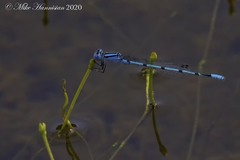 Enallagma doubledayi