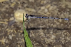 Enallagma doubledayi