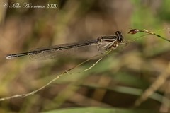Enallagma durum