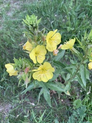 Oenothera
