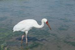 Leucogeranus leucogeranus