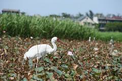 Leucogeranus leucogeranus