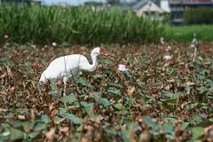 Leucogeranus leucogeranus