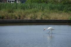 Leucogeranus leucogeranus