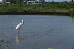 Leucogeranus leucogeranus