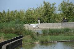 Leucogeranus leucogeranus