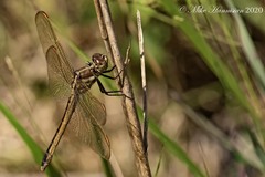 Libellula auripennis
