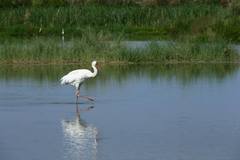 Leucogeranus leucogeranus